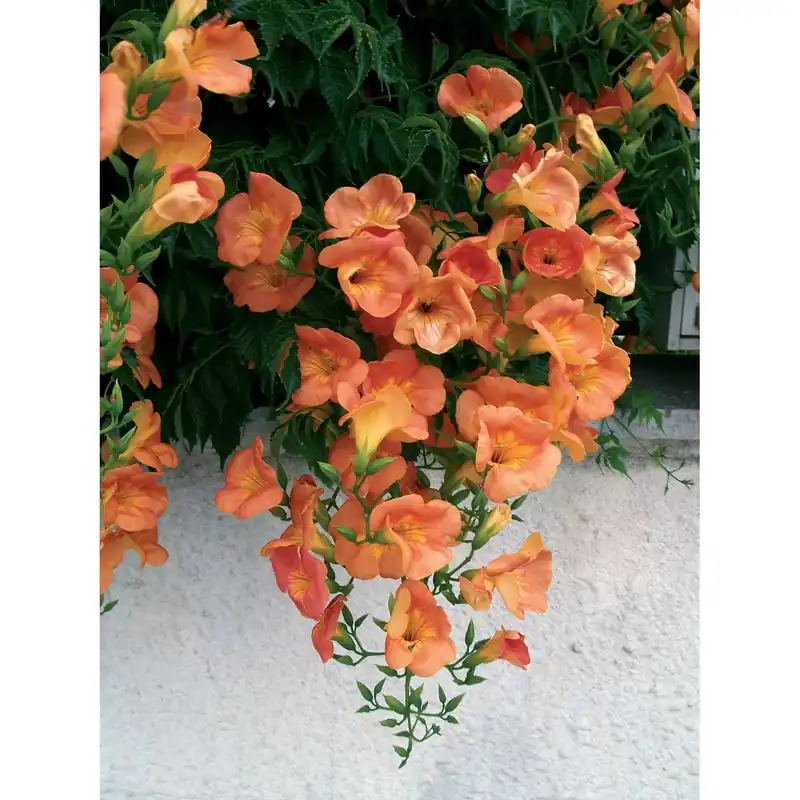 Lage Prijs Bignonia (Campsis) "Indian Summer" LV 6 cono