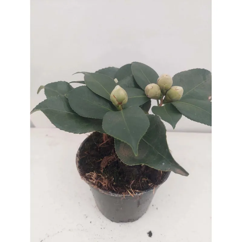 Lage Prijs Camelia mix vaso 12 cm