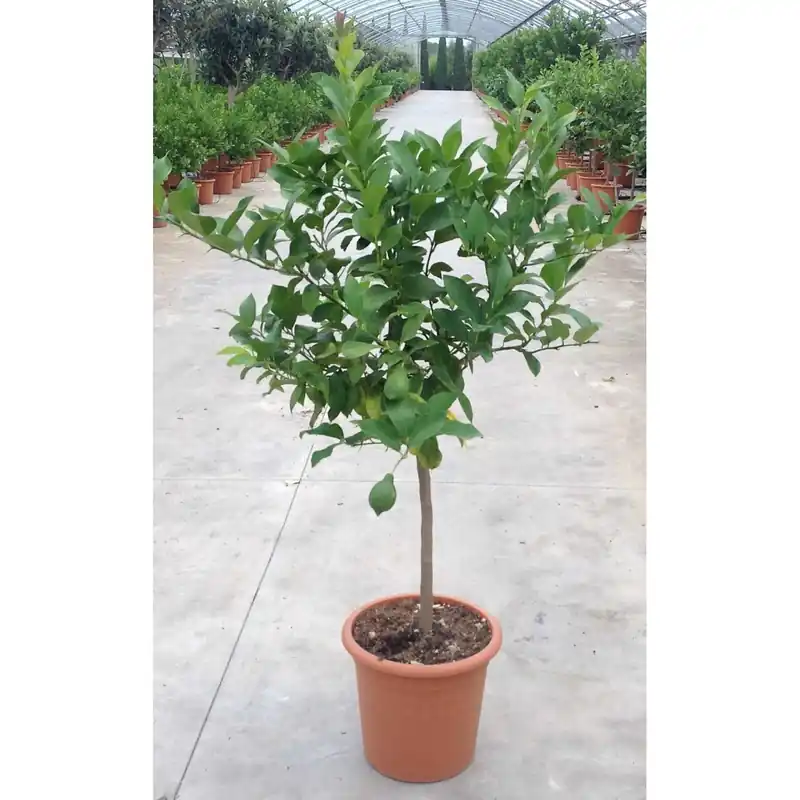 Koopje Albero da frutto Limone mezzo fusto