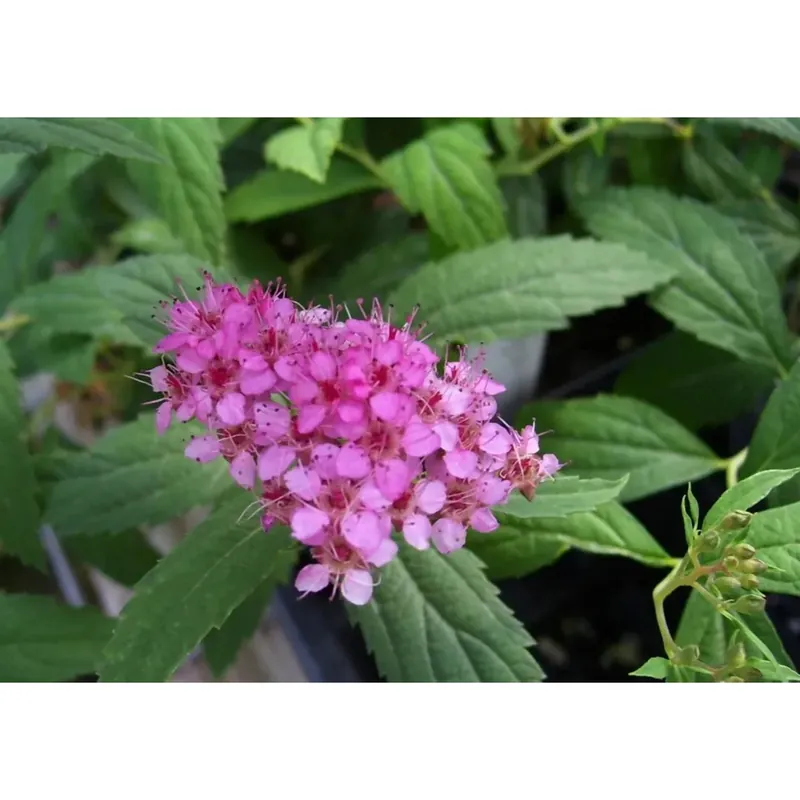 Hete Deal Spiraea vaso lt 10