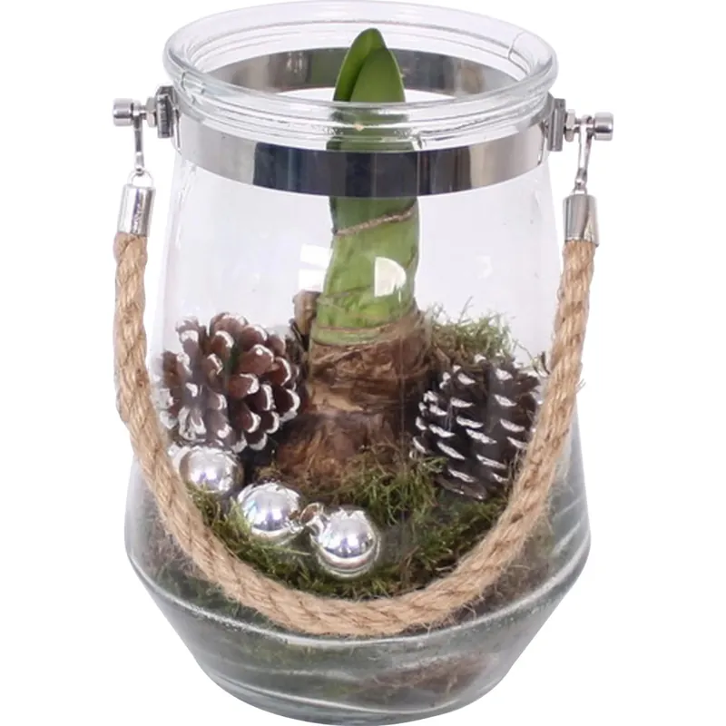 Composizione decorativa con amaryllis vaso di vetro Ø 16 cm Koop Online