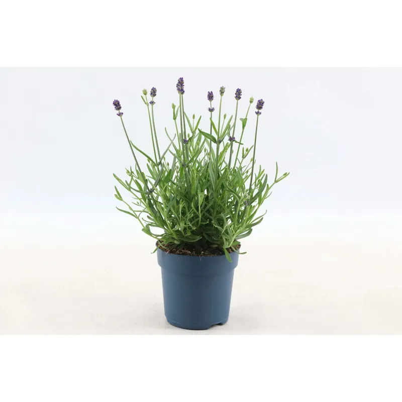 Uitverkoop Lavandula"Felice Premium Provence" Ø circa 19 cm