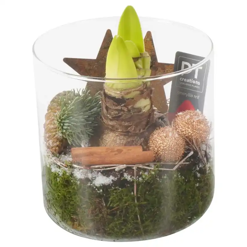 Composizione di piante di Amaryllis in vaso di vetro Ø ca. 15 cm Beperkt Aanbod