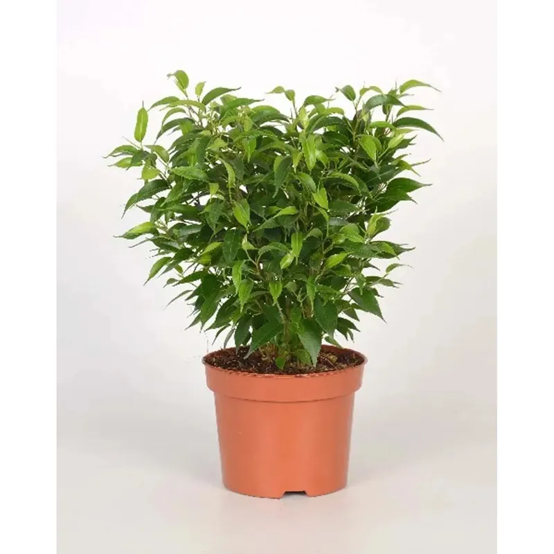 Speciale Aanbieding Ficus Benjamina Natasja vaso 12 cm