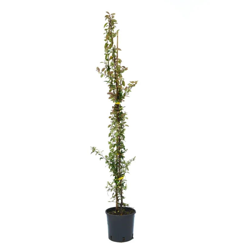 Pyracantha in varietà rampicante h cm 80/100 Nu Kopen