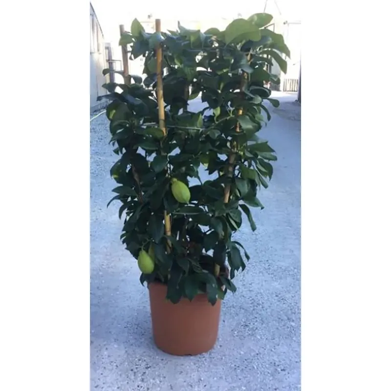 Bestseller Albero da frutto Limone forma a cerchio