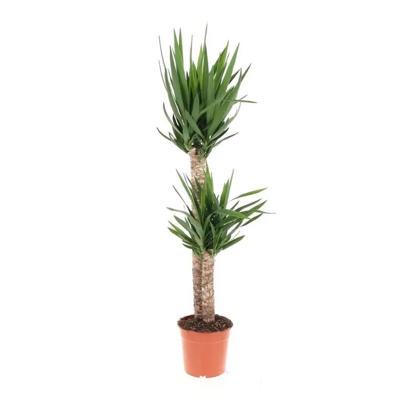 Yucca Elegante Vaso 24 cm Aanbieding