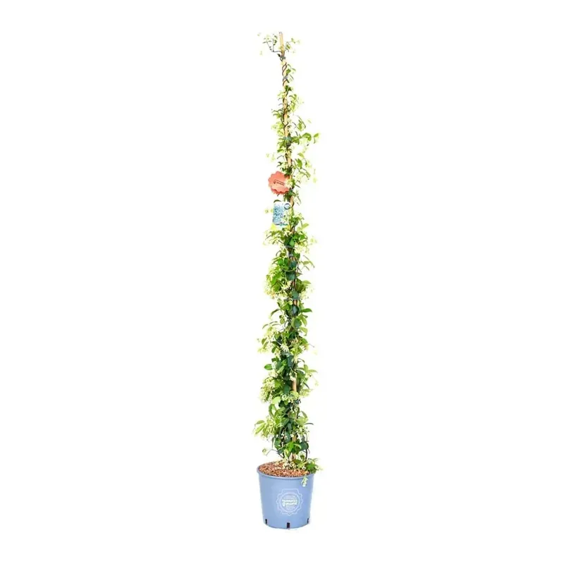 Beperkt Aanbod Trachelospermum jasminoides - Falso gelsomino