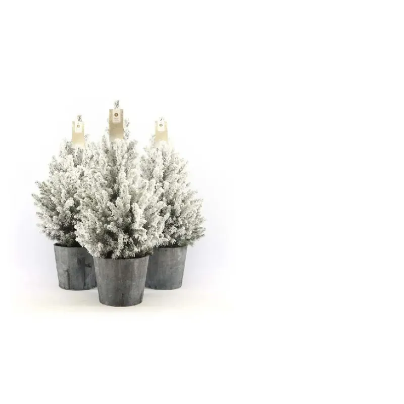 Picea glauca wood snow Vaso 19 cm Weekendaanbieding
