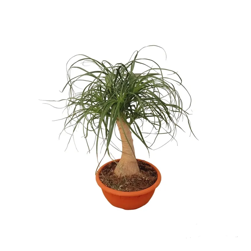 Beucarnea ciotola vaso 20 cm Op = Op