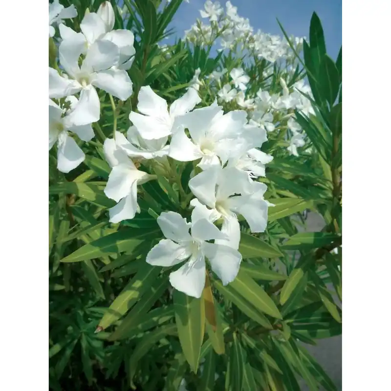 Beste Prijs Oleandro Nerium Oleander Ø vaso 30 cm H 400