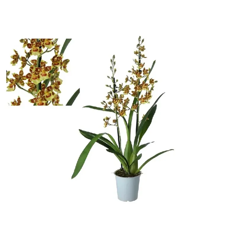 Bestel Nu Cambriamix In Vaso 11 cm