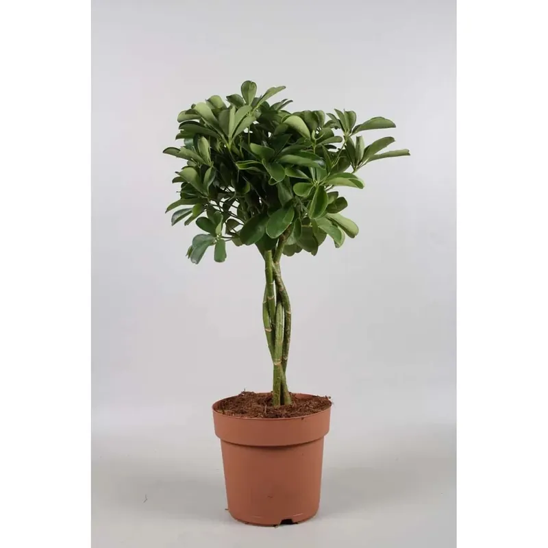 Koopje Scheffleramix Vaso 21 cm