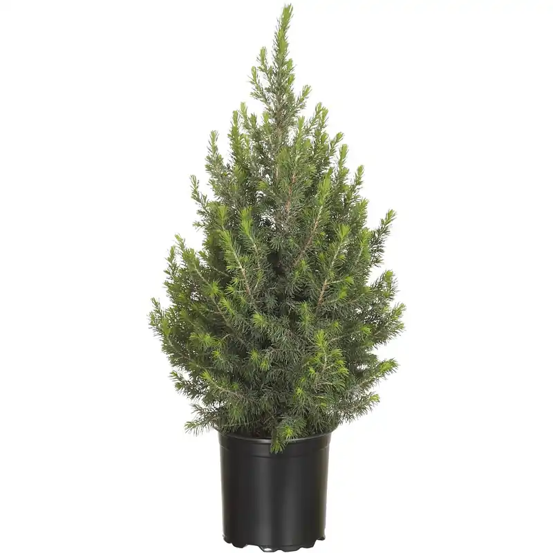 Picea glauca conica h 65 vaso 19 cm Aanbieding