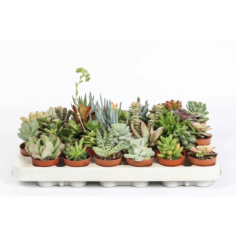 Piante grasse succulente Mix vaso Ø 5,5 cm Beperkt Aanbod