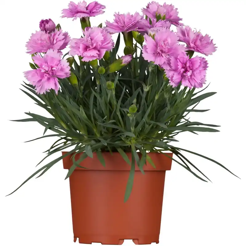 Dianthus gratianopolitanus rosa vaso Ø 13 cm Bestel Nu