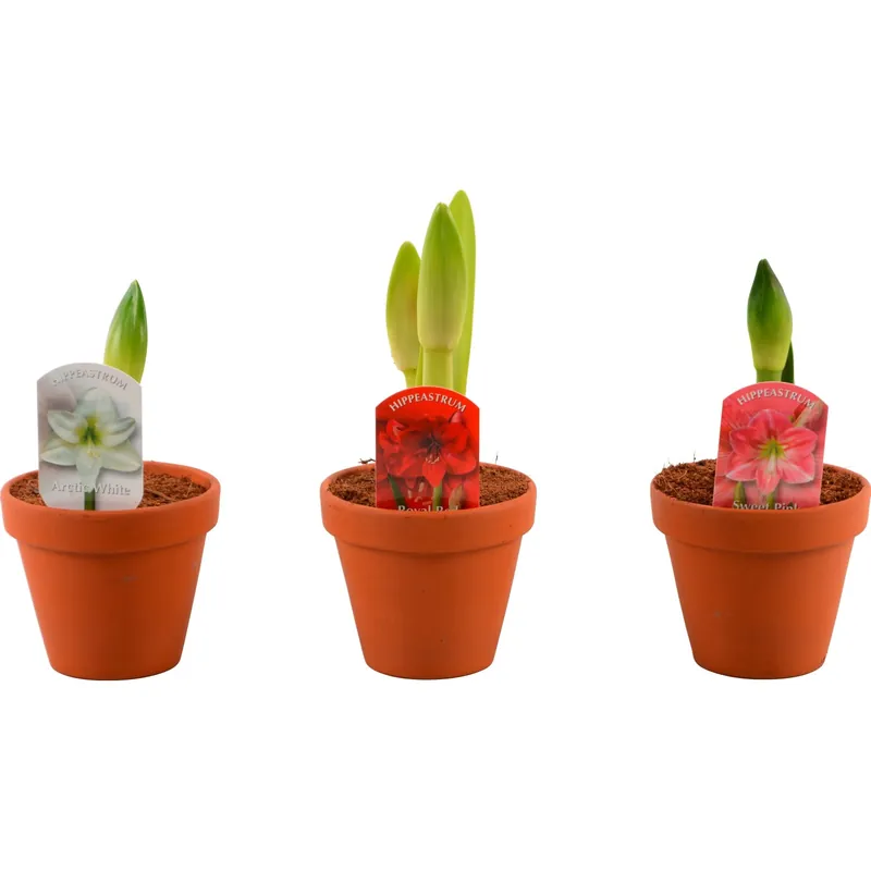 Alleen Vandaag Amarillys d`inverno 2 steli vaso Ø 13 cm