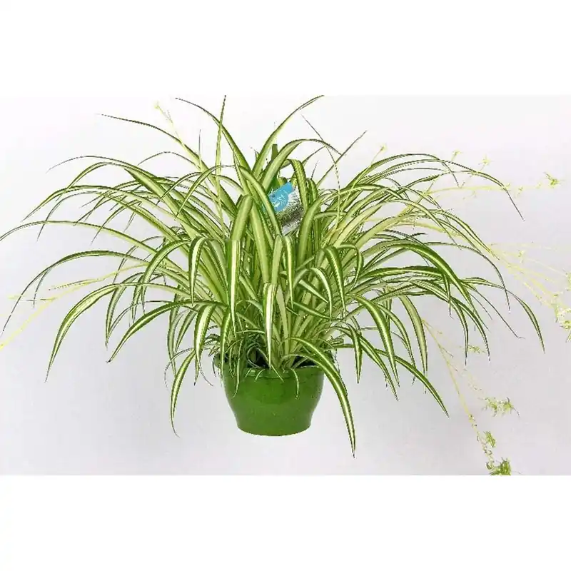 Chlorophytum Com. Vittatum Vaso 21 cm Premium