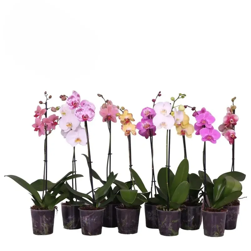 Phalaenopsis Ramotaiwanspecialty Vaso 12 cm Voordeelprijs