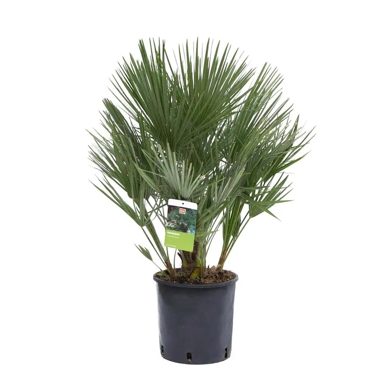 Korting Palma nana Chamaerops humilis GROW by OBI per giardino e terrazzo