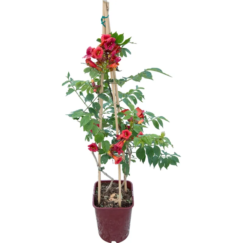 Bestseller Bignonia Stromboli