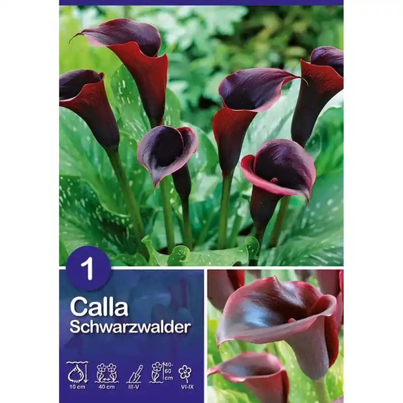 Calla "Schwarzwalder" Veilige Betaling