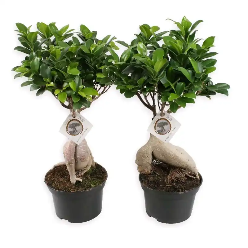 Premium Ficus Microcarpa Ginseng vaso 15 cm