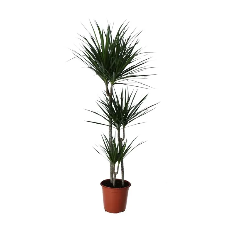 Direct Verzonden Dracaena Marginata Elegante vaso 24 cm