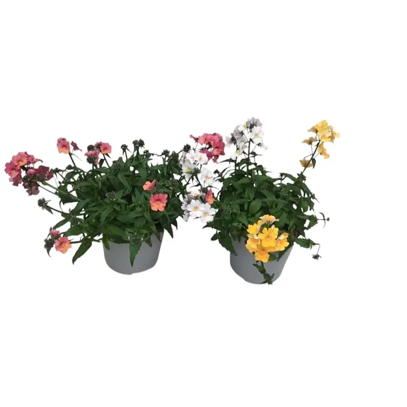 Gratis Retour Nemesia vaso 14 cm