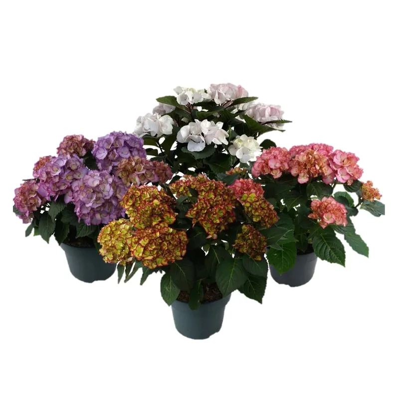 Laatste Versie Ortensia dei fioristi Hydrangea macrophylla Marble mix vaso Ø 23 cm