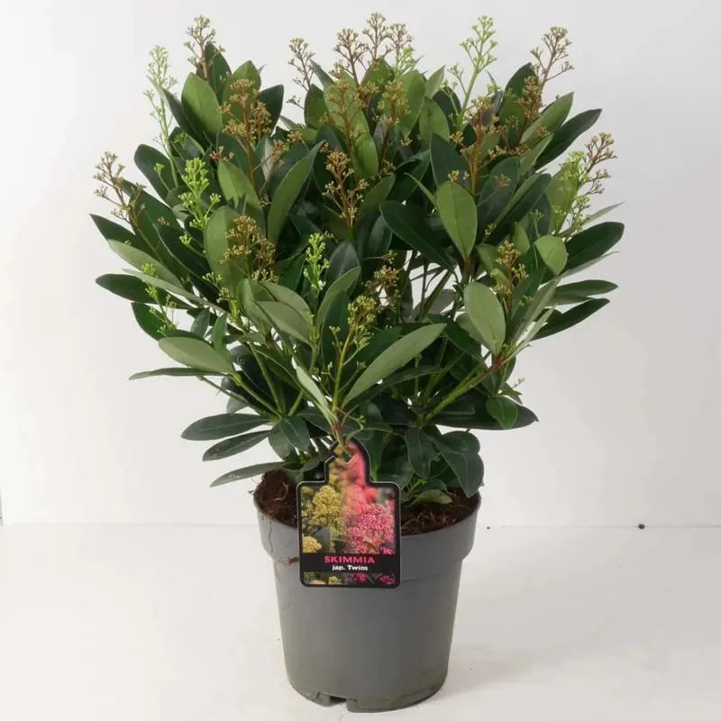 Skimmia Twin Rosso Bianco Vaso 19 cm Beste Prijs