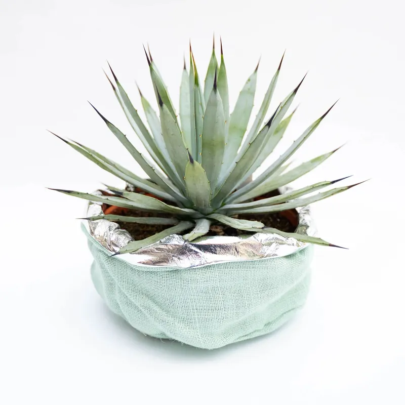 Agave grande con coprivaso in tessuto vaso Ø 25 cm Koopje