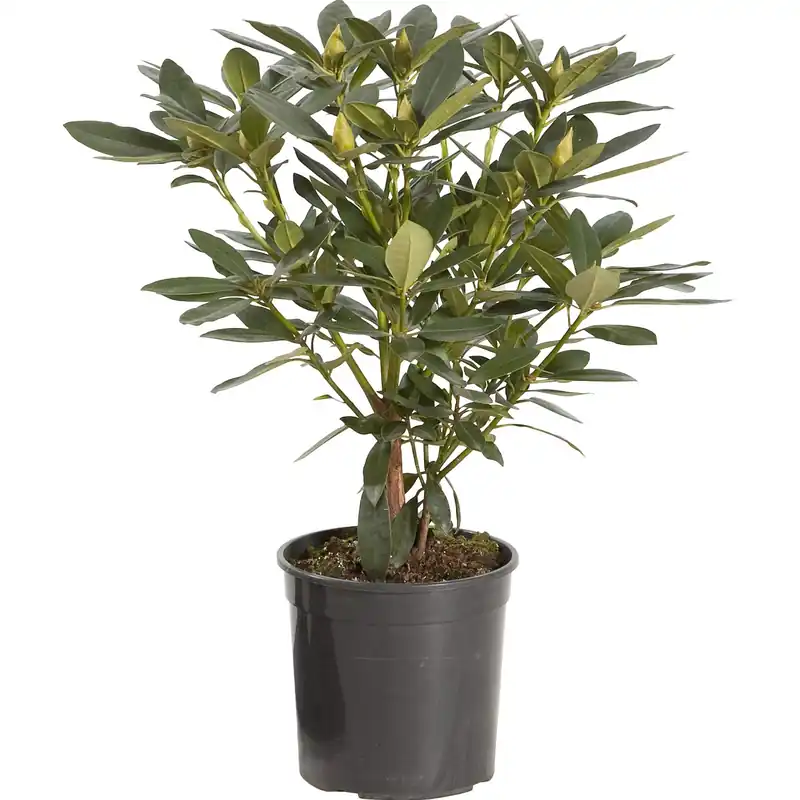 Speciale Aanbieding Rhododendron chioma 25-30 cm