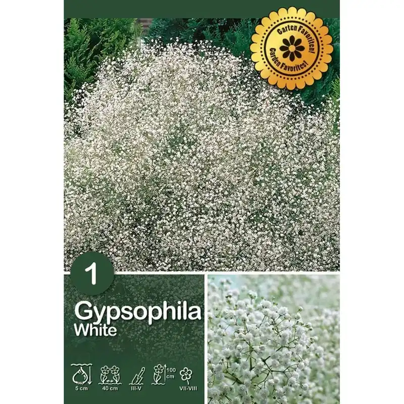 Gypsophila "Paniculata" Superprijs