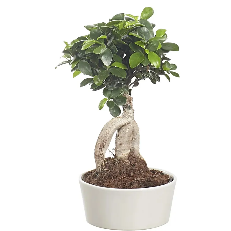 Ficus ginseng con vaso in pallaceramica 16 cm Direct Verzonden