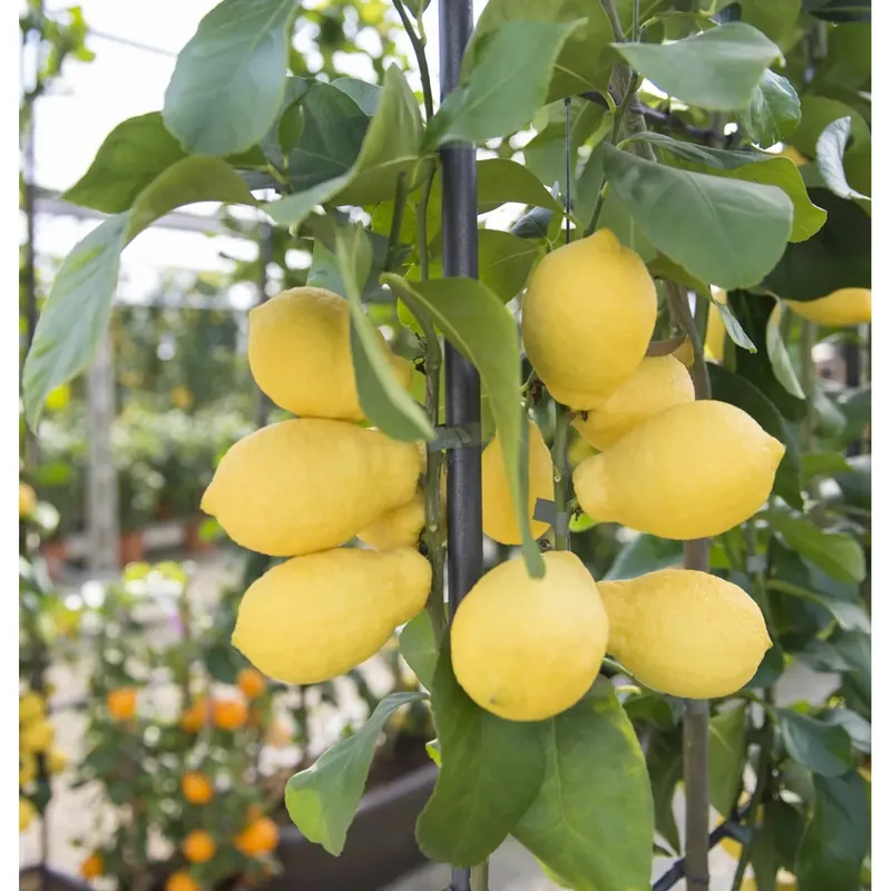 Albero da frutto Limone mezzo fusto Laatste Kans