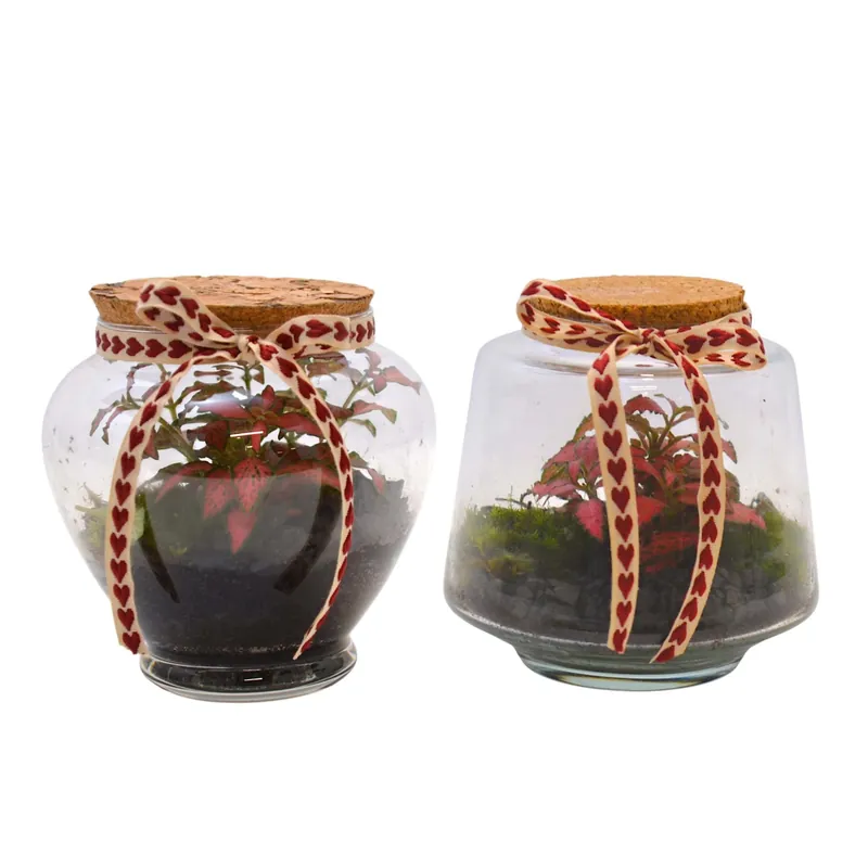 Voordeelprijs Comp.terrarium mix piccolo Ø 12 cm