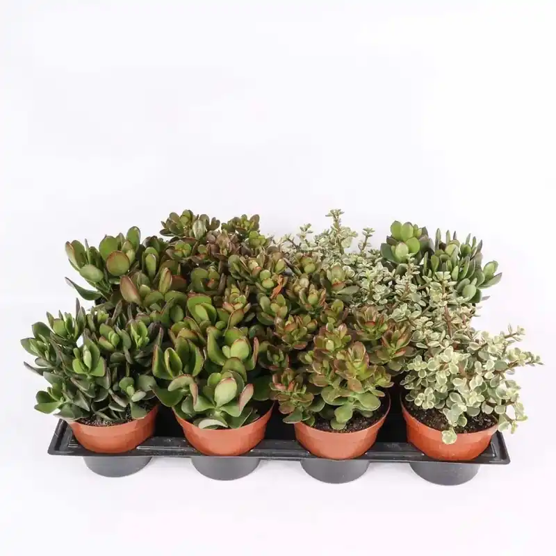 Crassula Mix piante grasse vaso Ø 12 cm Lage Prijs