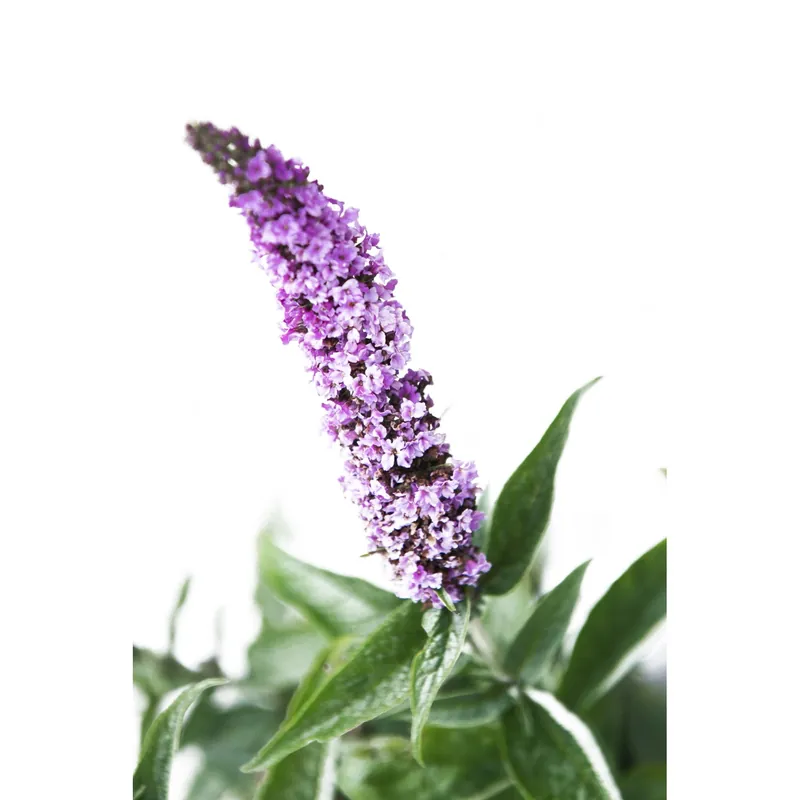 Nieuw Buddleja davidii h 40/60 cm