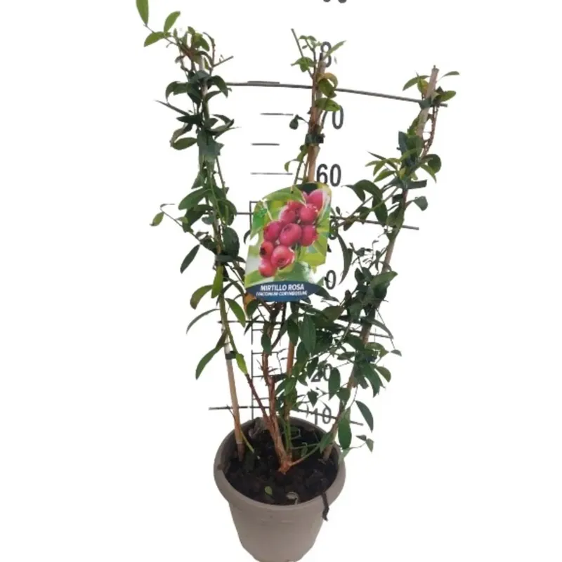 Piante da frutto a spalliera vaso 21 cm Laatste Kans