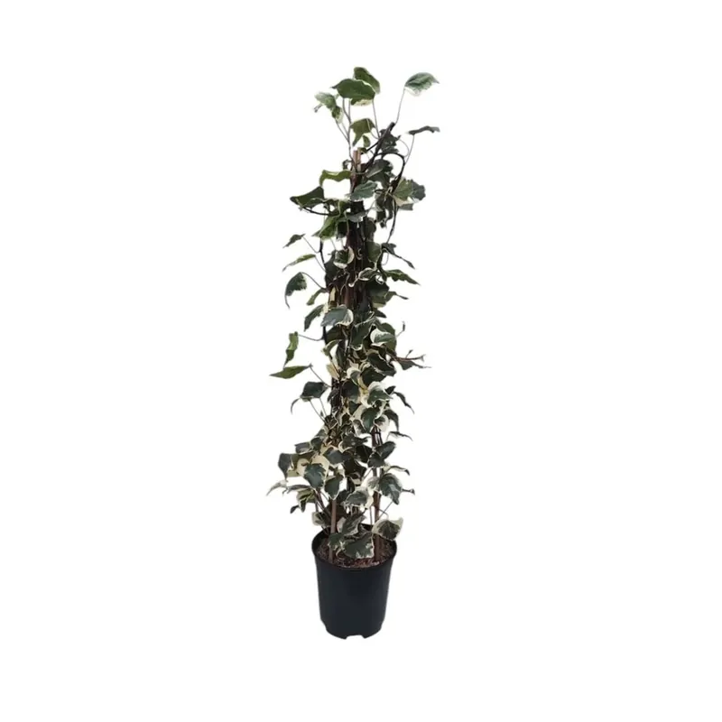 Edera piramide vaso 19 cm Direct Beschikbaar