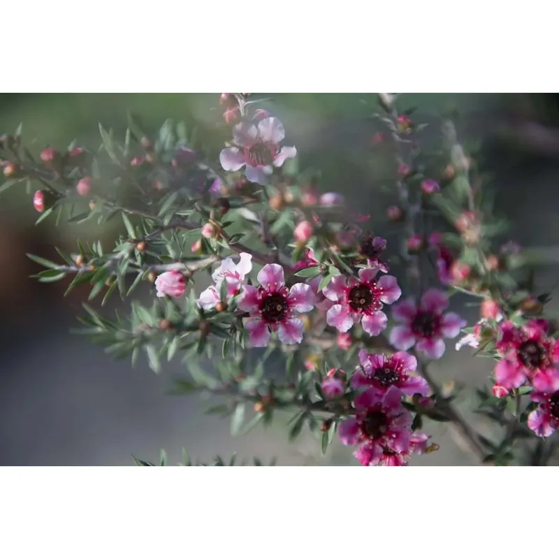 Leptospermum scoparium Exclusieve Aanbieding