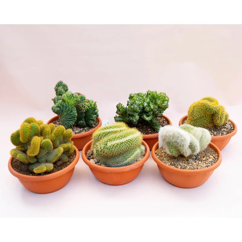 Cactus crestati ciotola vaso 20 cm Nu Kopen