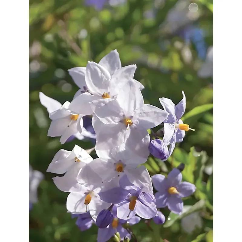Koopje Solanum Jasminoides piramide vaso Ø cm 22