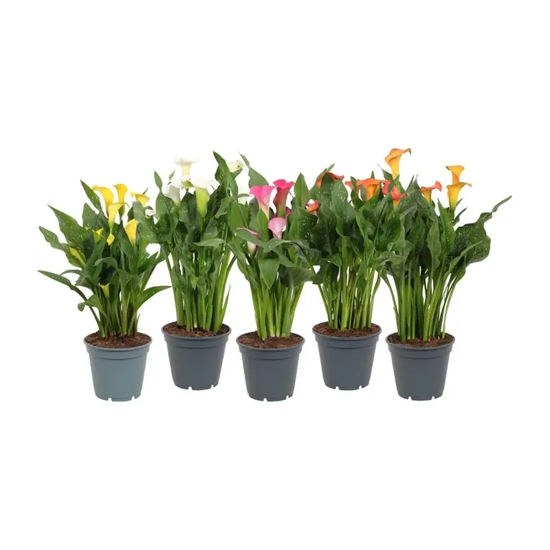 Nieuw Zantedesch Ia Calla Colori mix vaso 17 cm