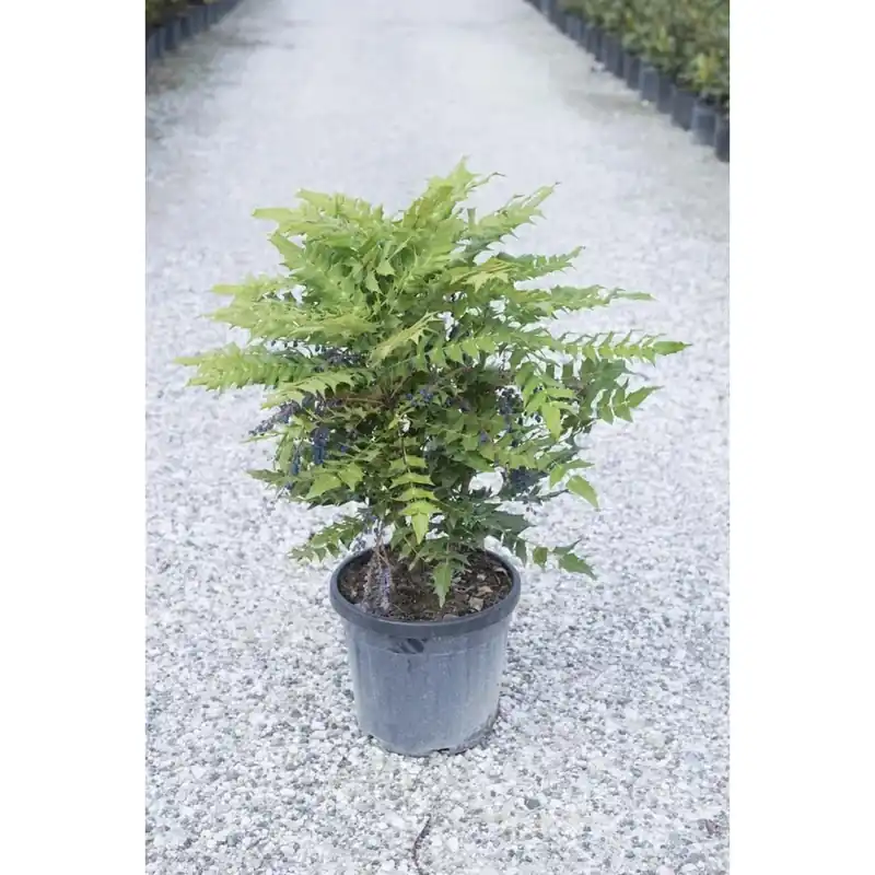 Mahonia x media `Winter Sun` Laatste Versie