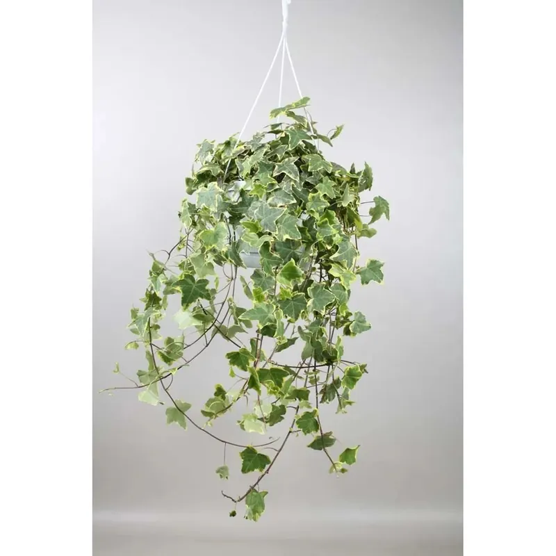 Hedera Heix Giallobasket Vaso 24 cm Betaalbaar