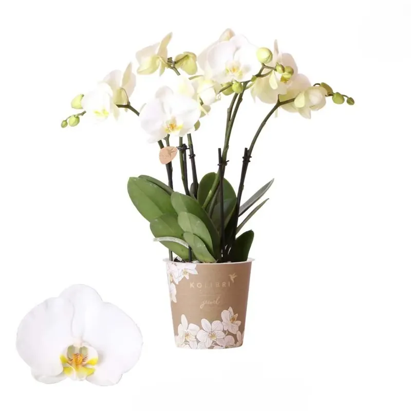 Fabrieksprijs Phalaenops Is Kolibri vaso 12 cm
