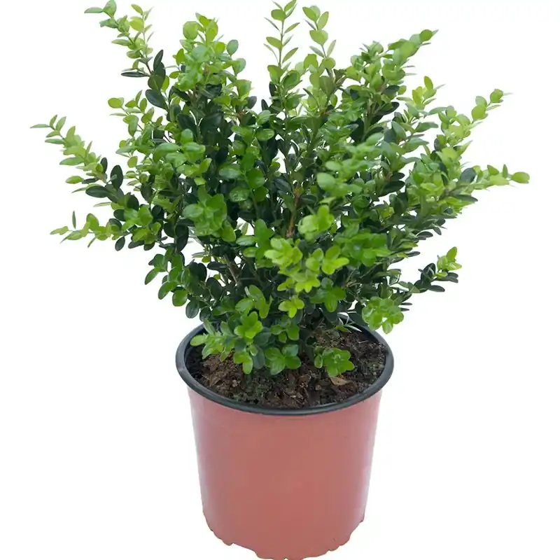 Betrouwbaar Bosso 40/60 cm