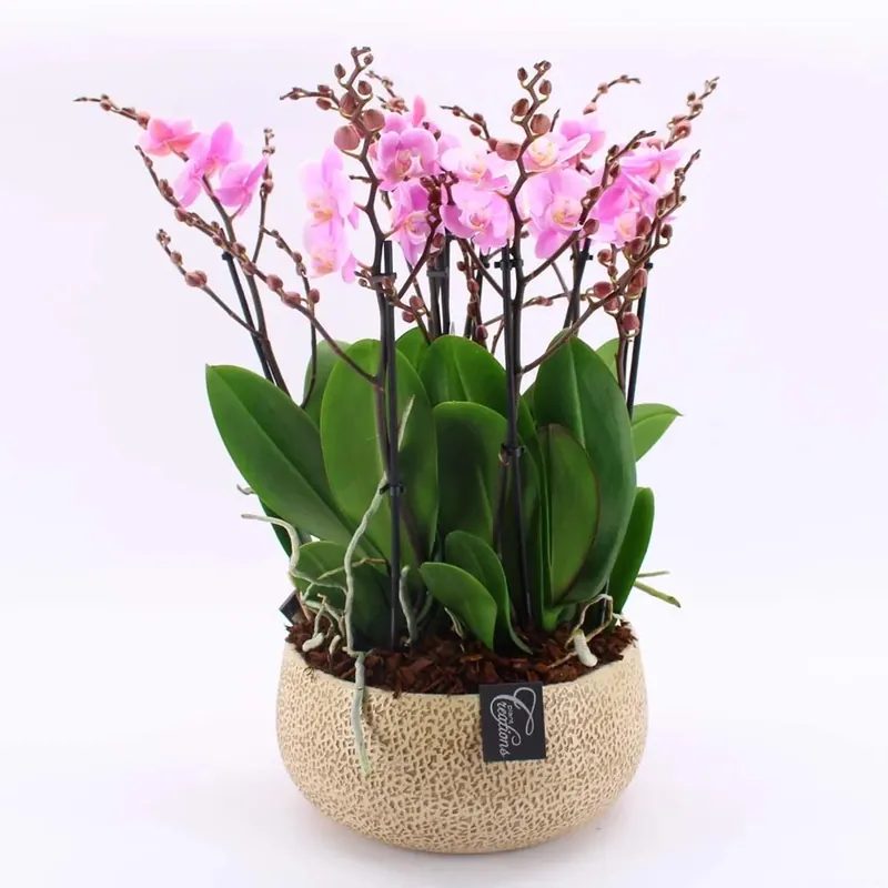 Phalenopsis Rosa Ceramica Bianco vaso 28 cm Seizoensaanbieding